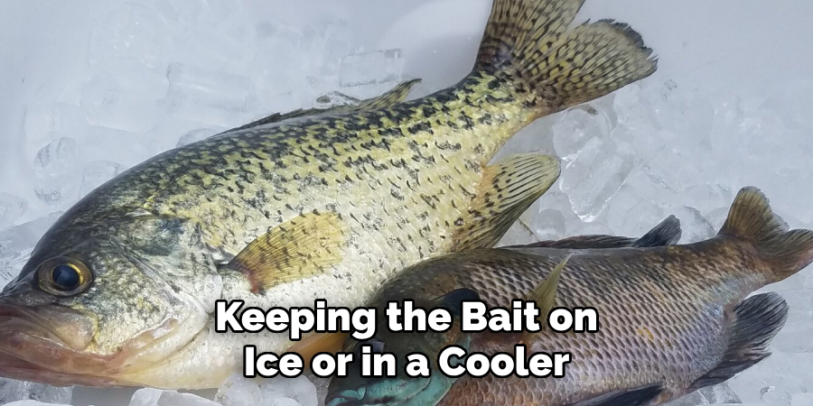 Keeping the Bait on Ice or in a Cooler