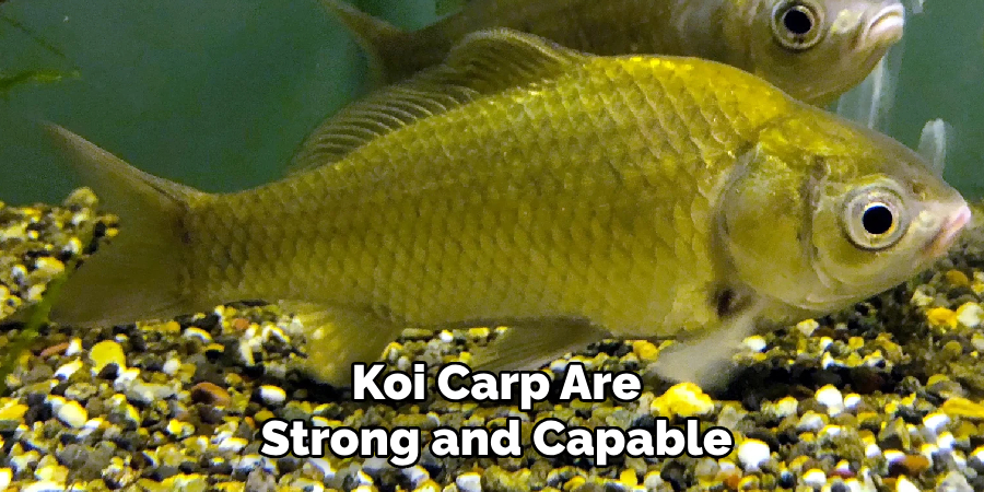 Koi carp are strong and capable