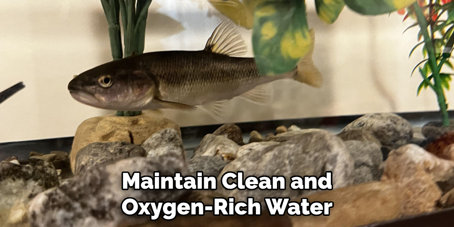 Maintain Clean and Oxygen-Rich Water