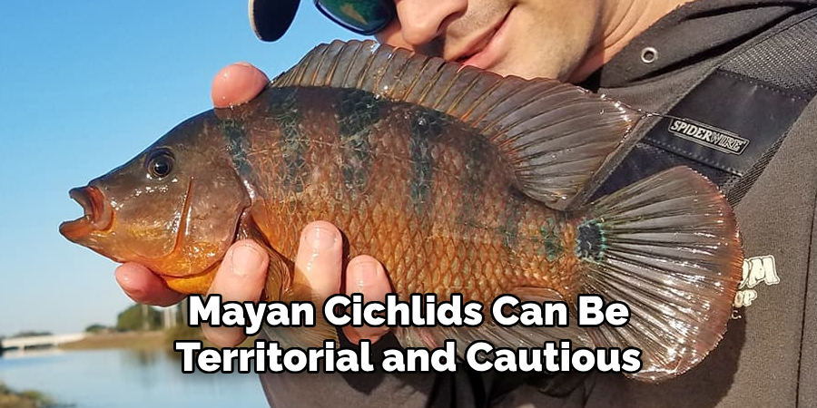 Mayan Cichlids Can Be Territorial and Cautious