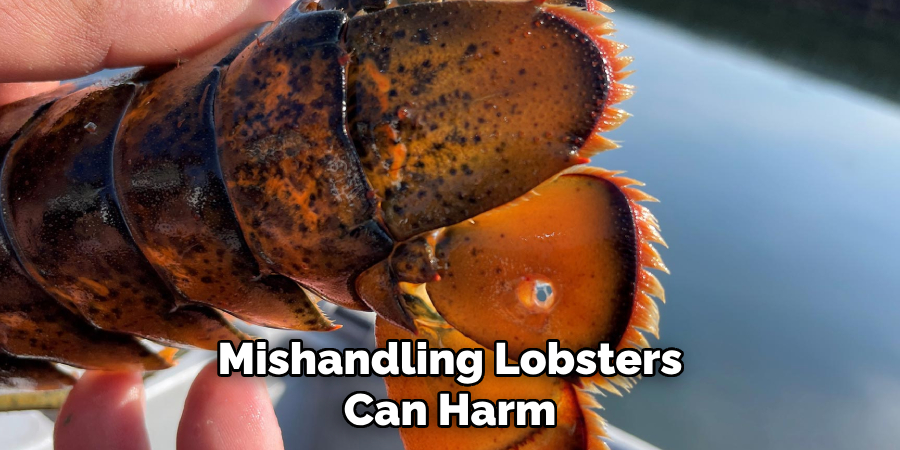 Mishandling Lobsters Can Harm