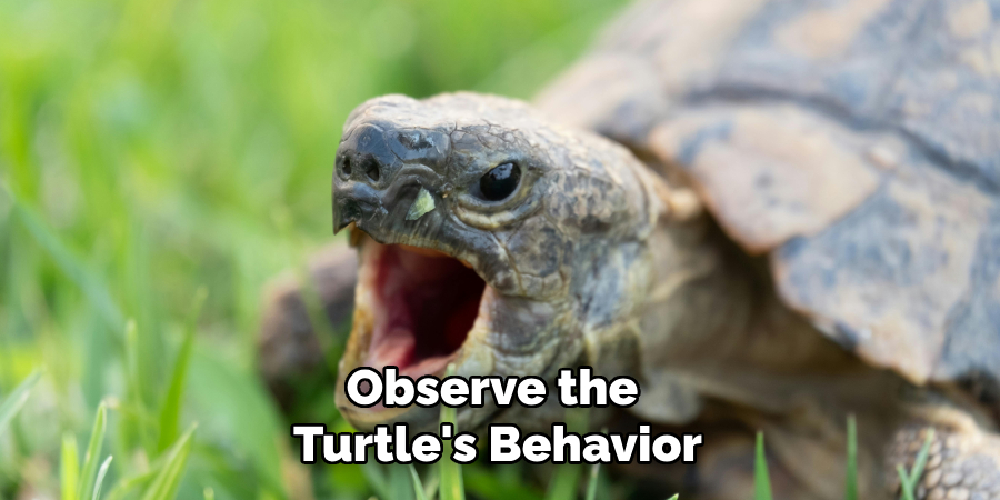 Observe the Turtle's Behavior