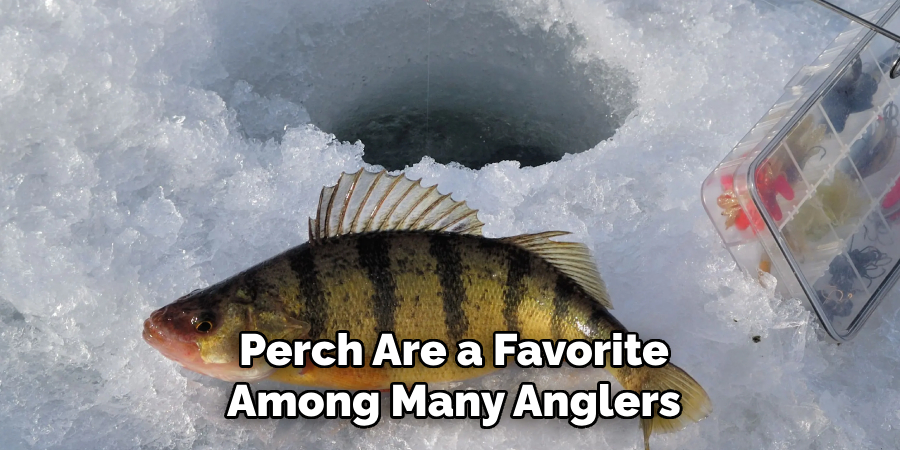 Perch Are a Favorite Among Many Anglers
