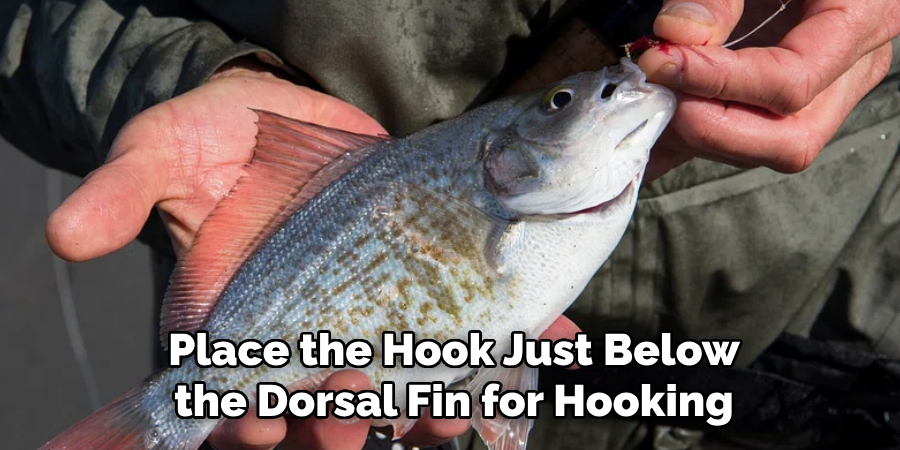 Place the Hook Just Below the Dorsal Fin for Hooking