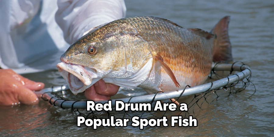 Red Drum Are a Popular Sport Fish