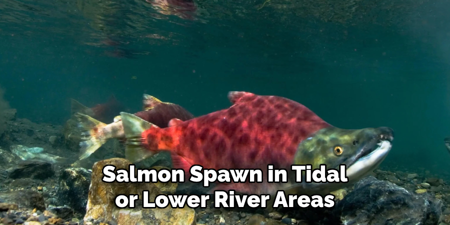 Salmon Spawn in Tidal or Lower River Areas