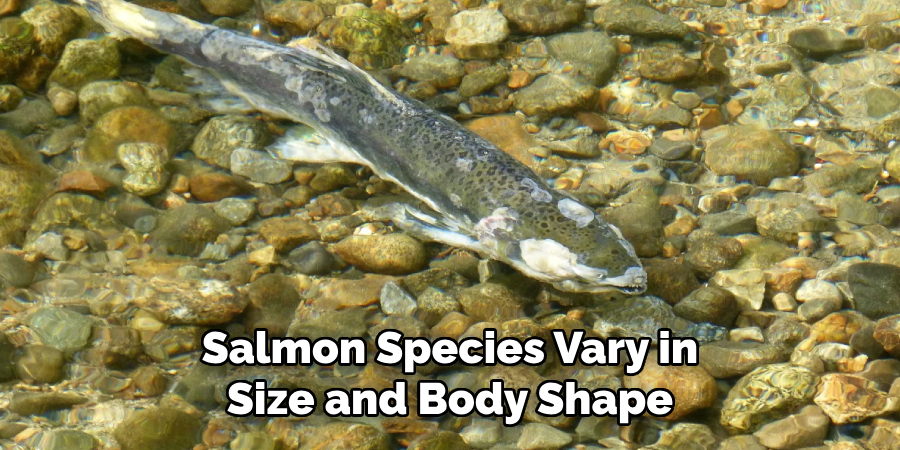 Salmon Species Vary in Size and Body Shape