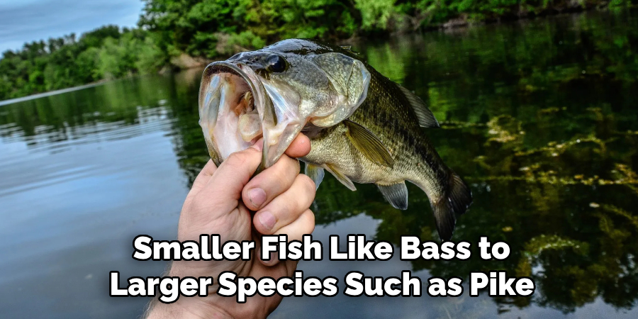 Smaller Fish Like Bass to Larger Species Such as Pike