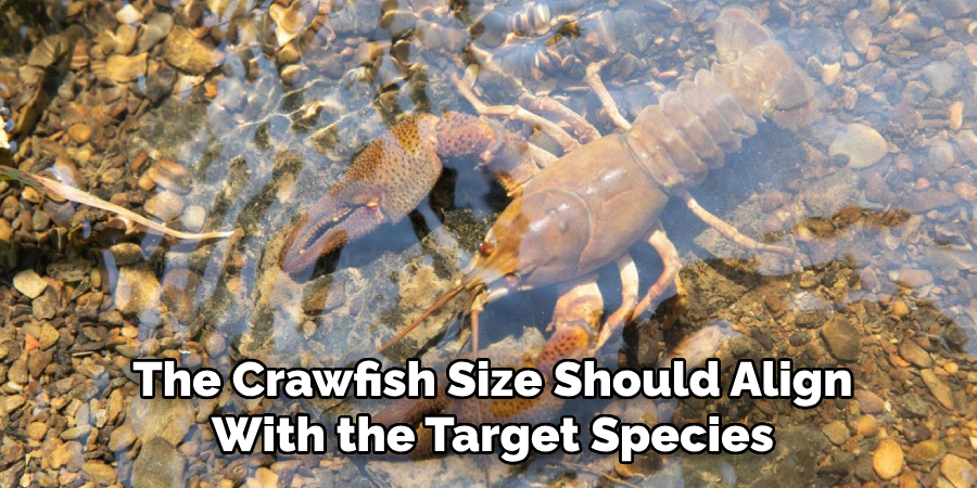 The Crawfish Size Should Align With the Target Species