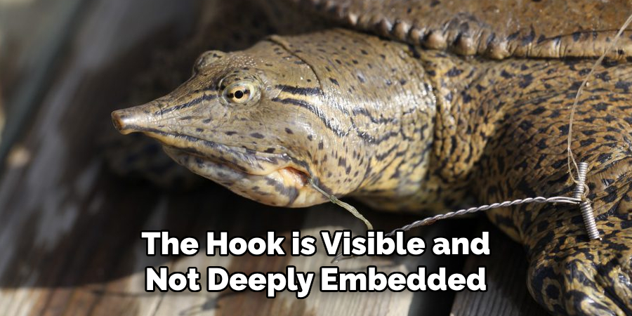 The Hook is Visible and Not Deeply Embedded