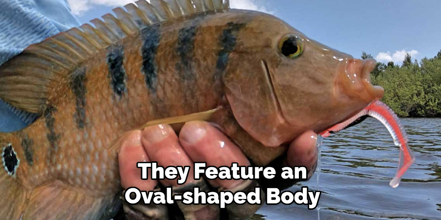 They Feature an
Oval-shaped Body