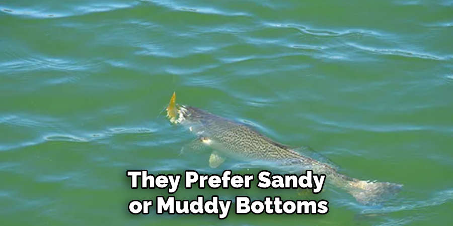 They Prefer Sandy or Muddy Bottoms