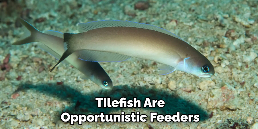 Tilefish Are Opportunistic Feeders