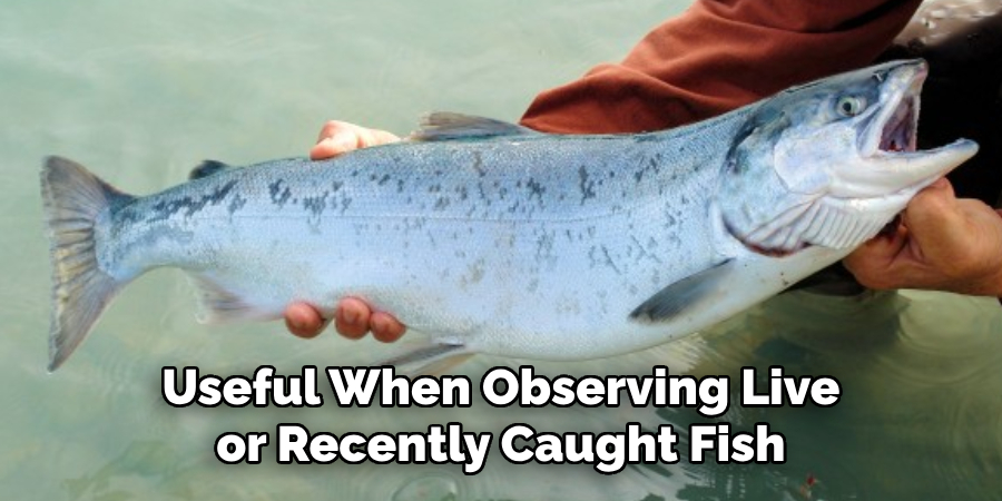 Useful When Observing Live or Recently Caught Fish