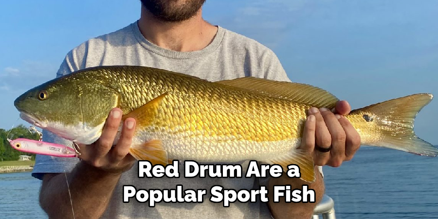 giving anglers a thrilling fight when hooked