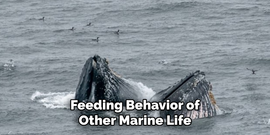 Feeding Behavior of Other Marine Life