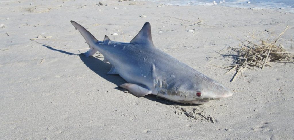 How to Catch a Shark on The Beach