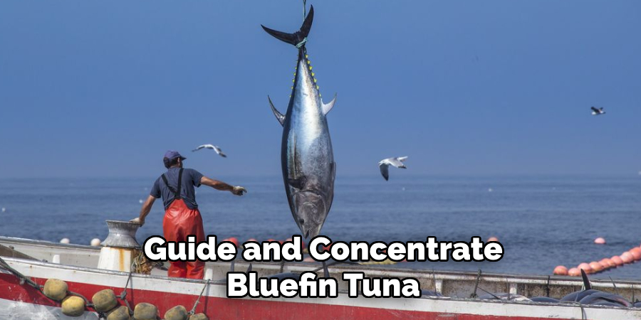 Guide and Concentrate Bluefin Tuna
